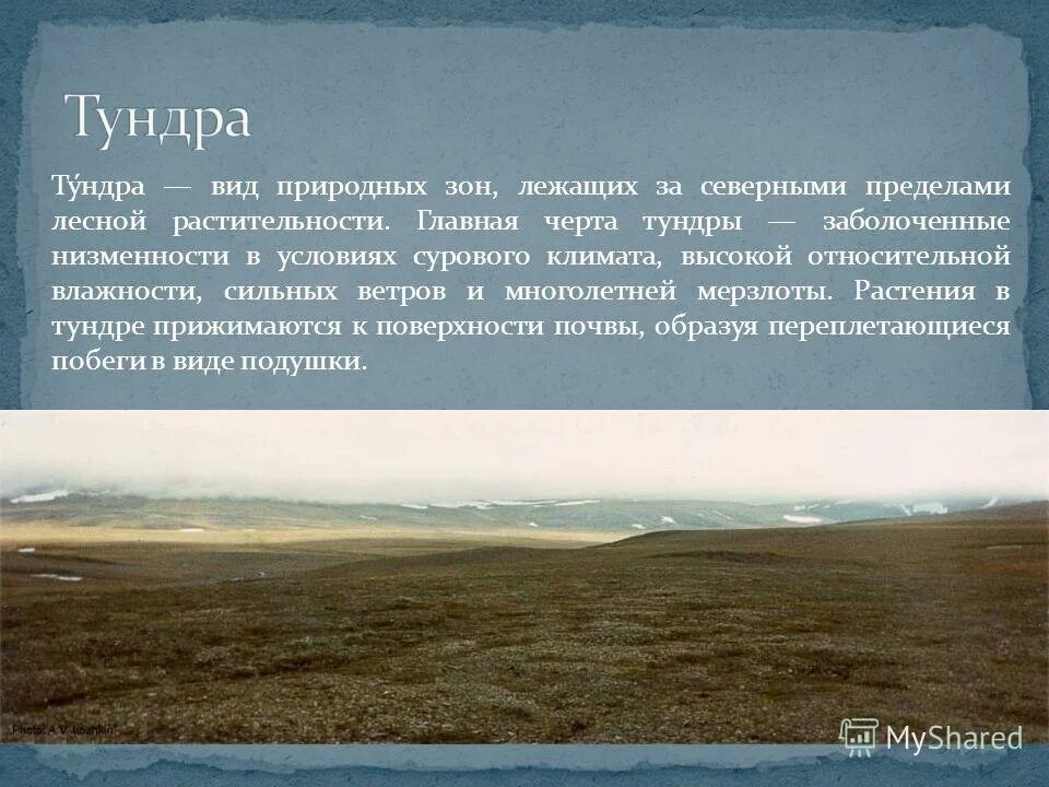 Тундра презентация. Информация о тундре. Факты о тундре. Природная зона тундра климат. Зона тундры характеризуется