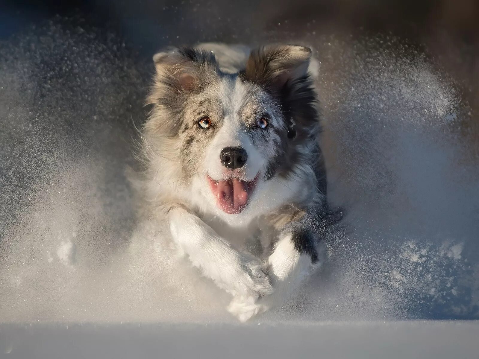 Ведь жизнь бежит что снег. Собака в снегу. Снежные псы. Красивые собаки в снегу. Собака прыгает в снегу.