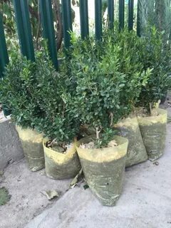 Самшит вырастает