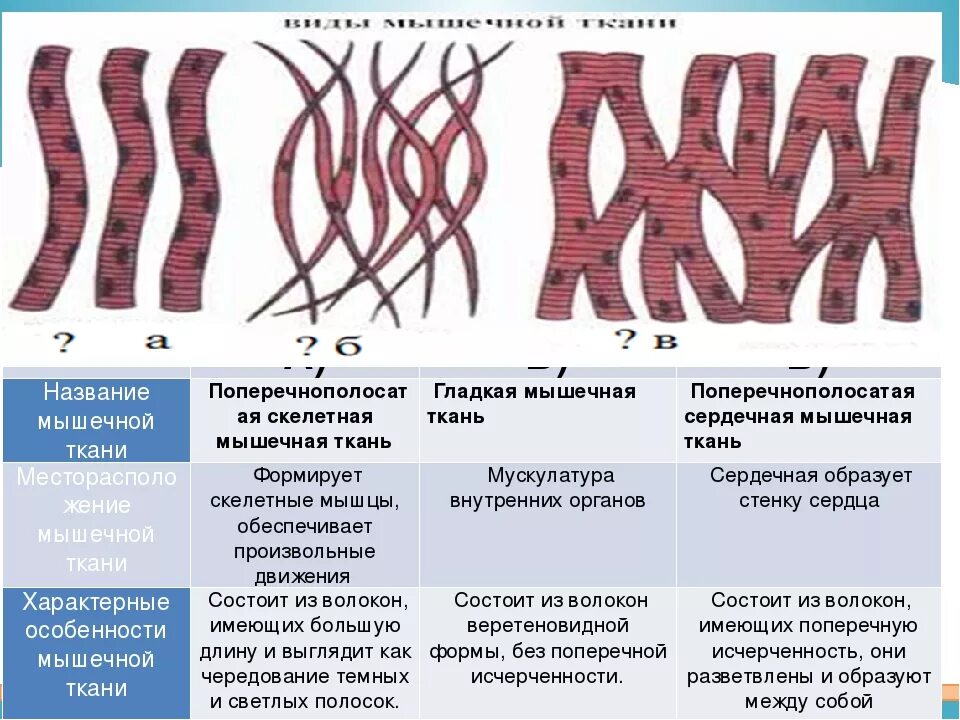 Общее свойство нервной и мышечной ткани. Поперечно Скелетная мышечная ткань. Сердечные поперечнополосатые мышечные ткани. Особенности строения гладкой мышечной ткани человека. Типы скелетных мышечных тканей.