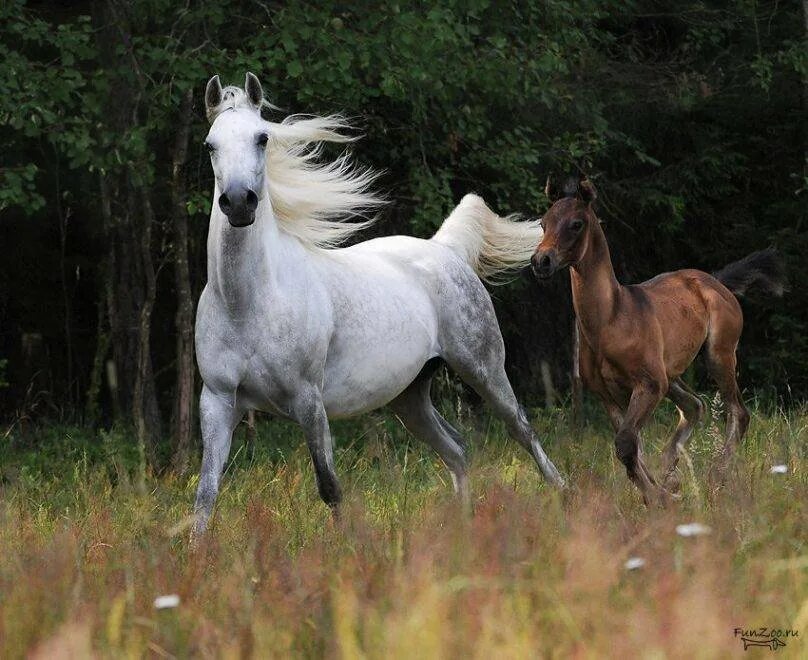17 лошадей. 17 кони. Мир лошадей. Ветруха про белая. Фото животные на свободе.