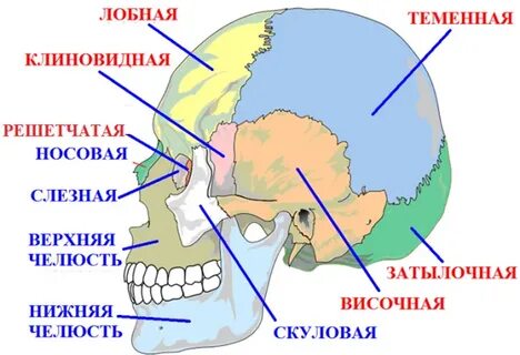 Границы черепа