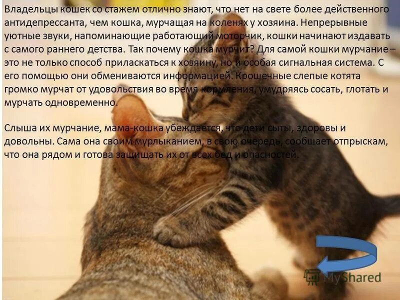 Кошка мурчит без причины. Кошка мурчит. почему кошки мурчат. почему кошки мурлыкают. почему котики мурчат.