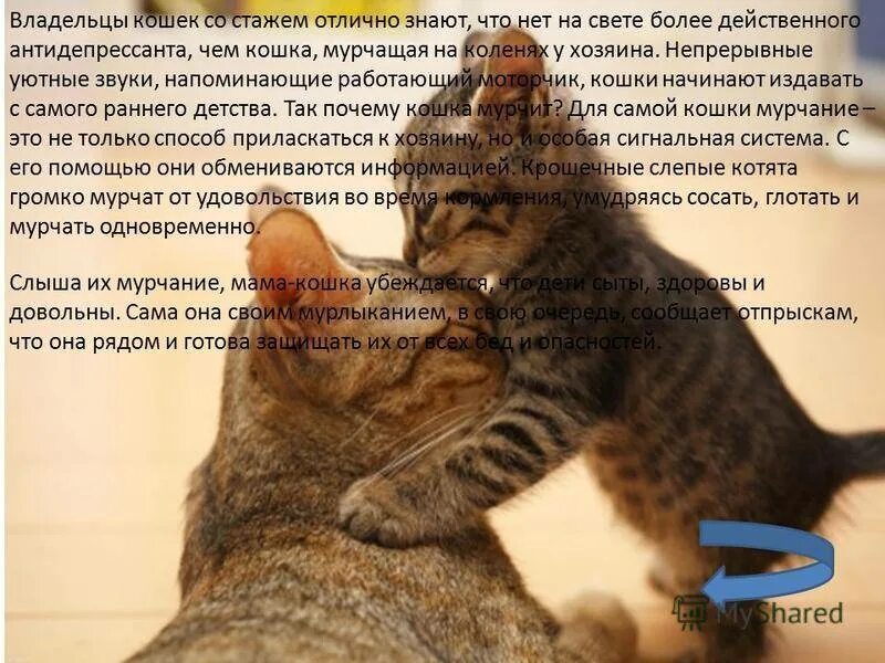 Почему котята мурчат. Кошка мурчит. Почему кошки мурчат. Почему кошки мурлыкают. Почему котики мурчат.