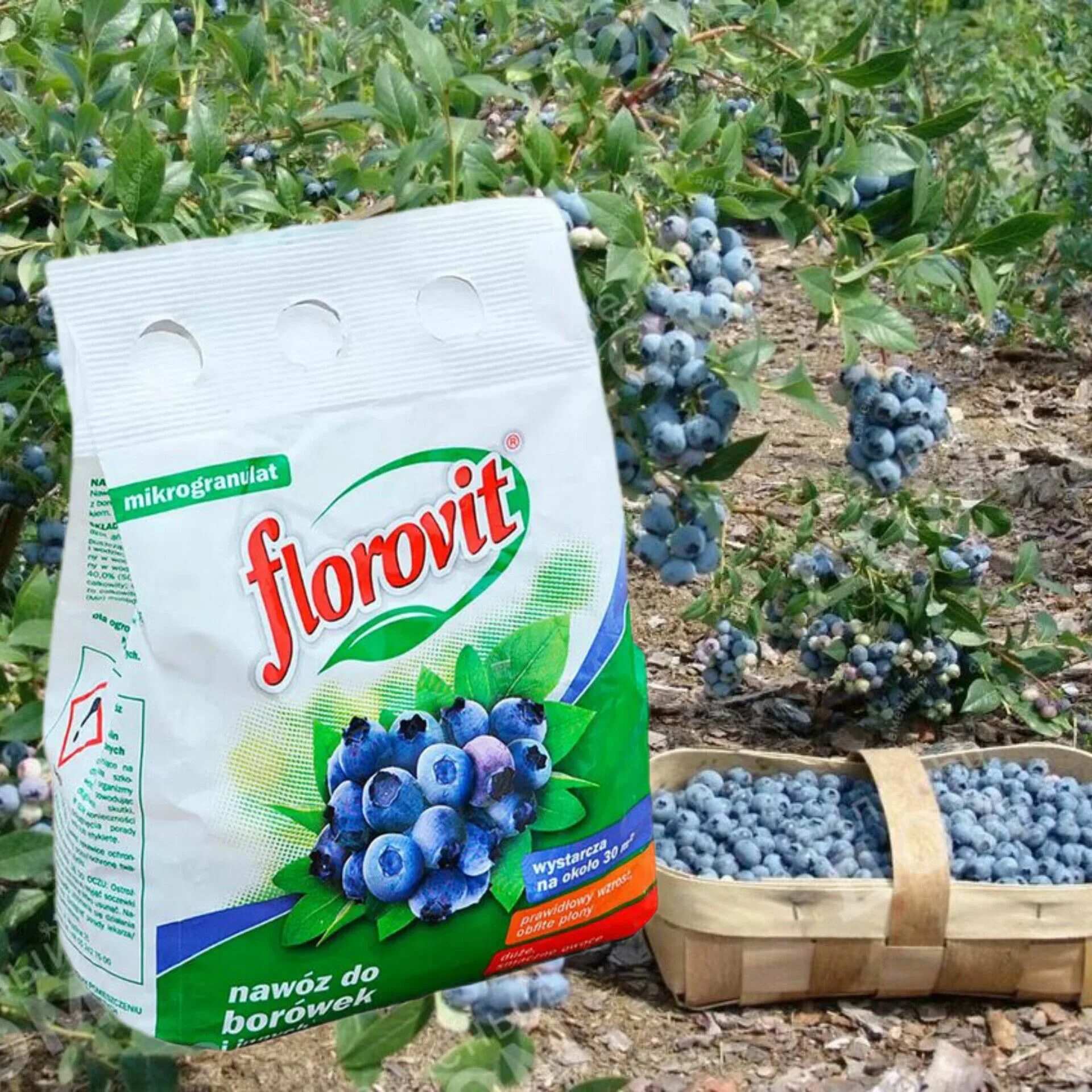 Подкислитель для голубики. Удобрение для голубики. органическое удобрение для голубики. подкормка голубики весной и летом. цикорий черника брусника.