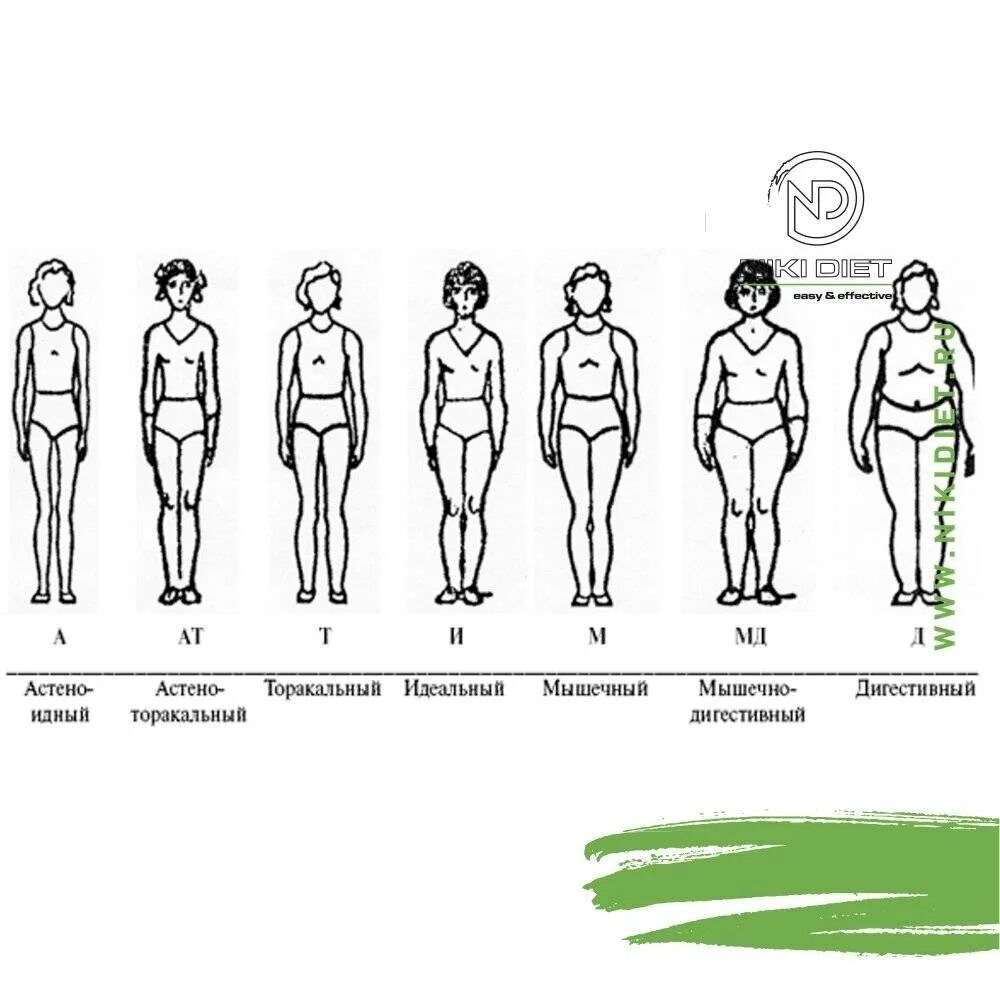 Фигура человека название. Долихоморфный Тип тела. Мышечно дигестивный Тип телосложения. Как выяснить Тип телосложения. Типы телосложения у человека (в. Шелдон, 1954).