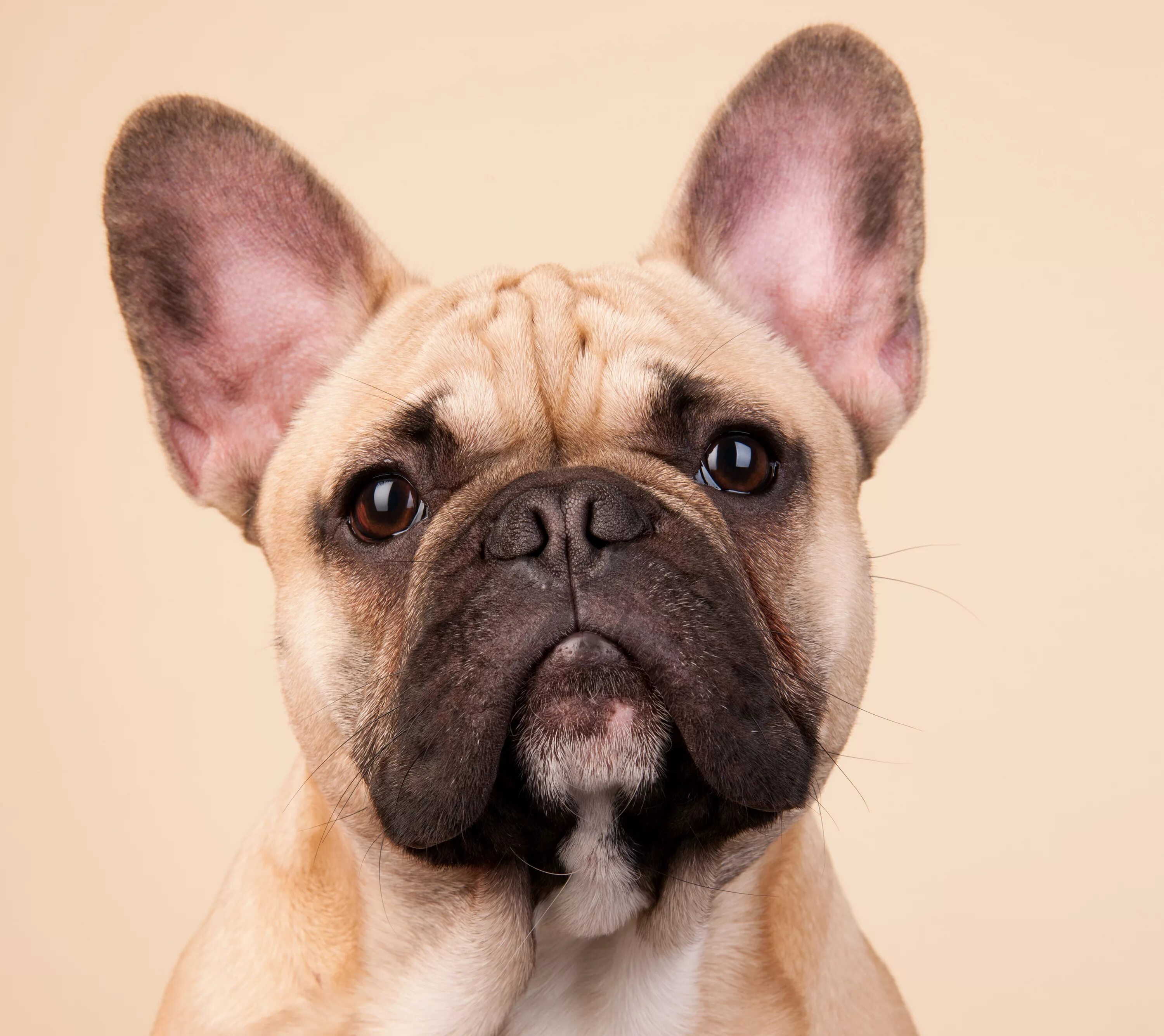 морда бульдога. французский бульдог кобель. бульдог смешной. бульдог французский злой. морда бульдога.