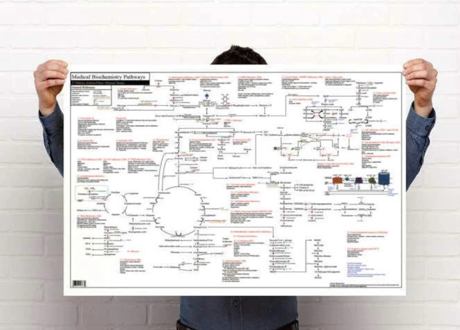 Кем работать после биохимии. Плакаты биохимия. плакаты по биохимии. biochemical pathways.