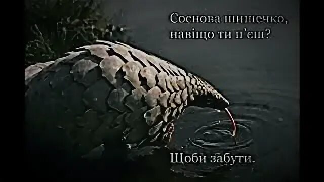 Сосновая шишечка зачем ты. Шишечка милая. Панголин сосновая шишка. Соснова шишечко. Сосновая шишечка зачем ты пьешь.