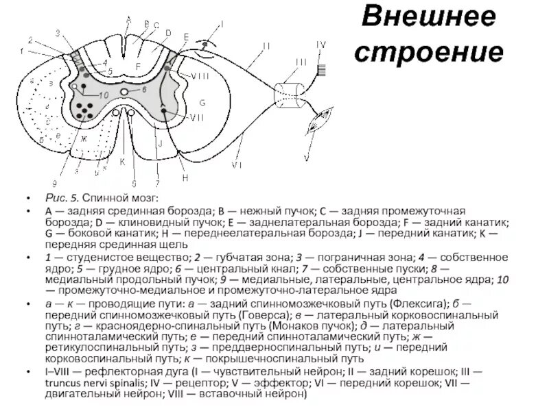 Сегментарное строение спинного мозга. Ядра серого вещества спинного мозга схема. внутреннее строение спинного мозга ядра. задняя срединная борозда спинного мозга. срединная борозда спинного мозга располагается с.