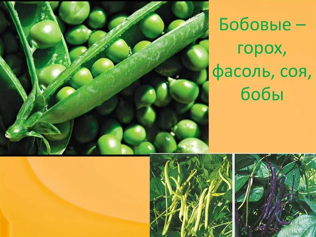 Горох это бобы. Фасоль,горох,соя. боб гороха. горох бобовые. бобовые бобы, горох,.