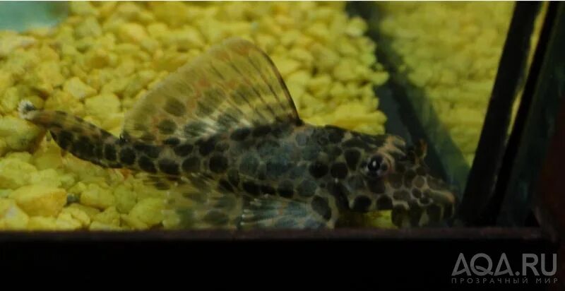 Анциструс сом кольчужный. Мертвый сомик анциструс. Рыбка анциструс вуалевый. Умирают анциструсы в аквариуме. Анциструс стрекоза вуалевый.