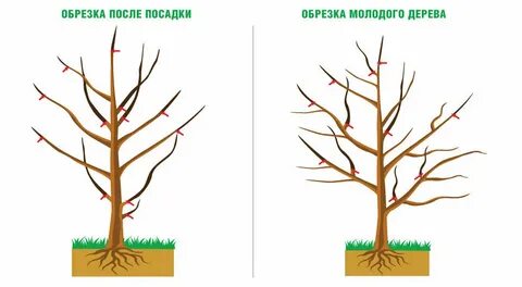 Можно ли обрезать яблоню в сентябре