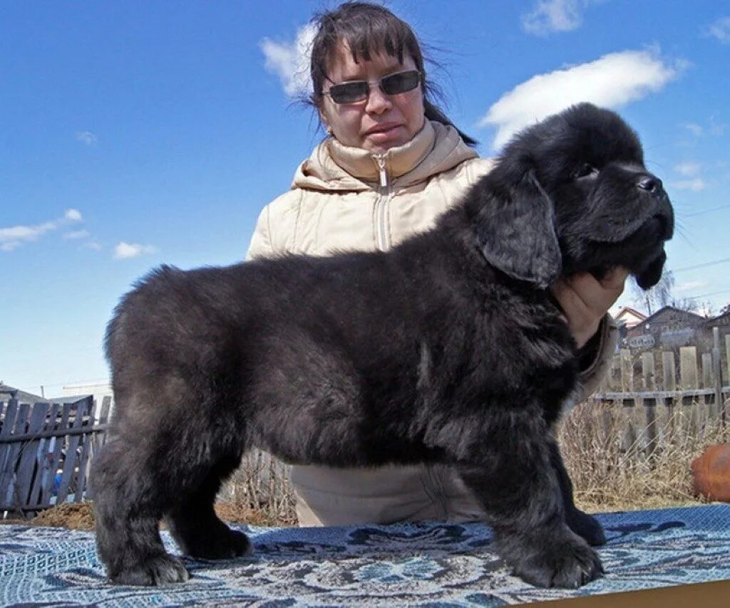 Помет "Ш" NEWFOUNDLAND AQUATORIA KELVIN