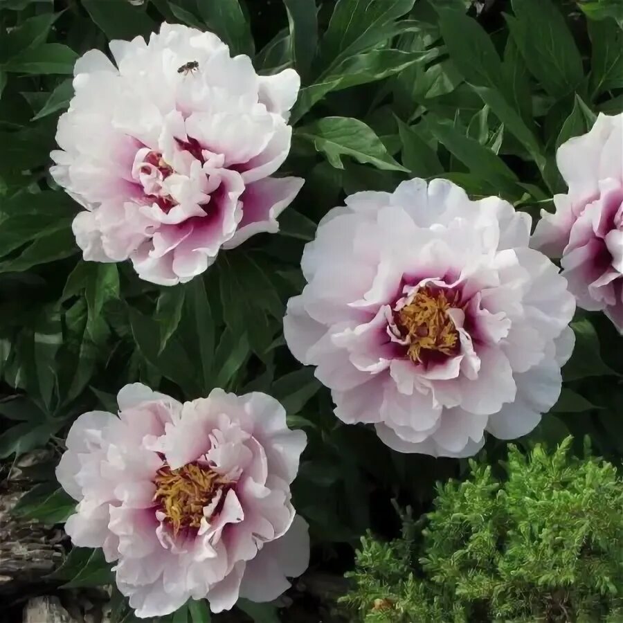 PAEONIA SUFFRUTICOSA Shima-nishiki. Пион древовидный Сима-Нишики Экзотические цв
