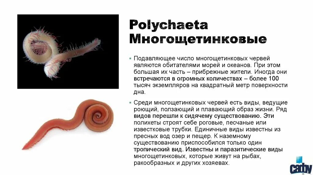 Гермафродитами являются черви. Общая характеристика многощетинковых червей кратко. Многощетинковые черви характеристика. Полость тела многощетинковых червей. Характеристика многощетинковых червей кратко.