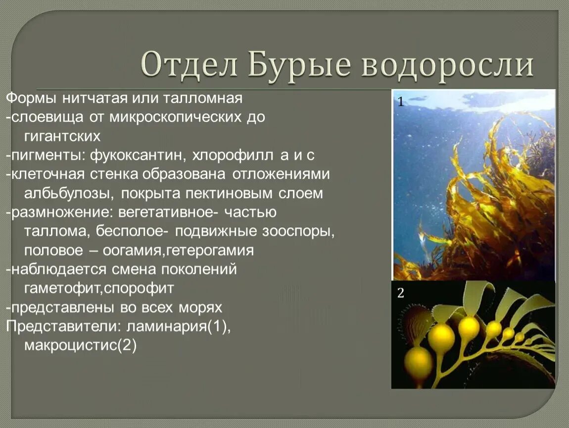 Какие водоросли образуют