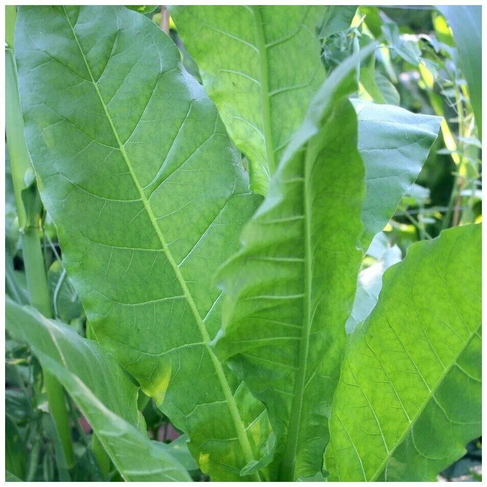 сорт табака ориноко цветы. сорта табака отзывы. сорт табака берли ку15. семена табака берли. сорт табака символ 4.