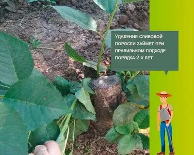 Растянул полагал прикоснулся поросль в каком