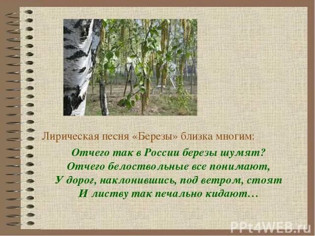 Отчего так в России березы шумят. Песня про березу. Отчего так в России берёзы шум. Гимн березам. От чего так березы шумят слова