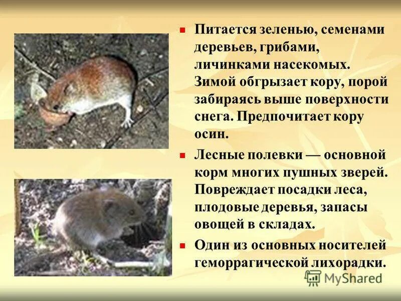 Описание животного мышь. Лесная мышь описание. сведения о лесной мыши. сообщение о лесной мыши. факты о лесной мыши.