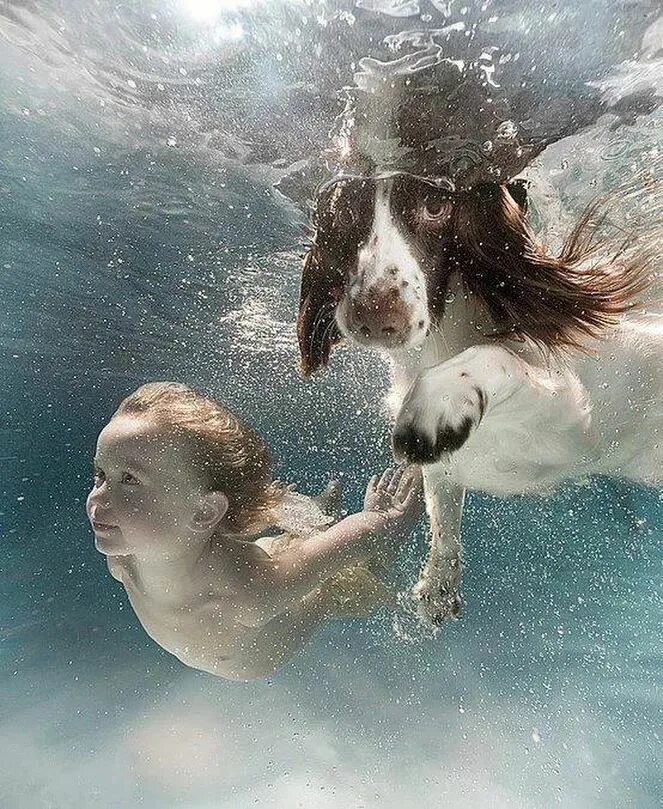 Animals swim