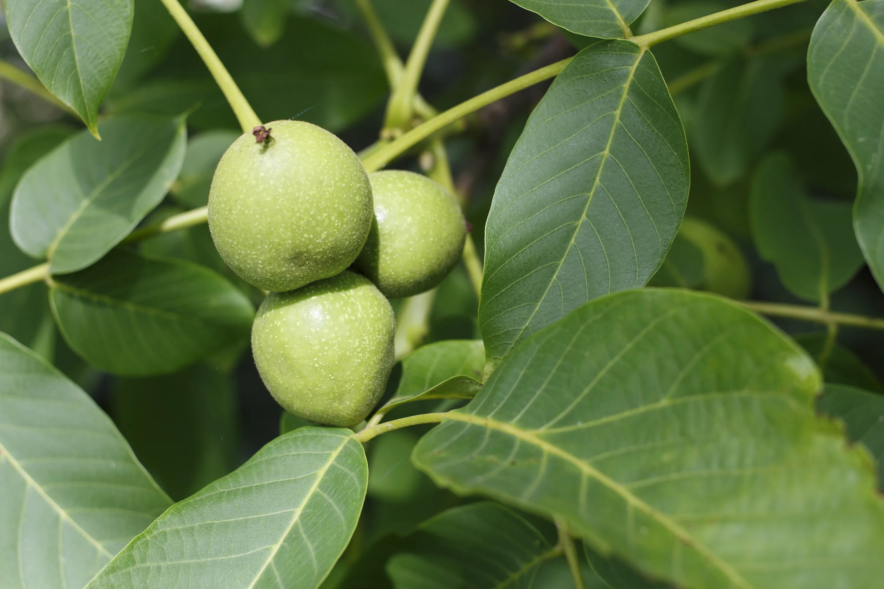 Подкормка грецкого ореха. Орех (Juglans). Грецкий орех дерево. Грецкий орех зеленый. Грецкий орех на дереве зеленый.