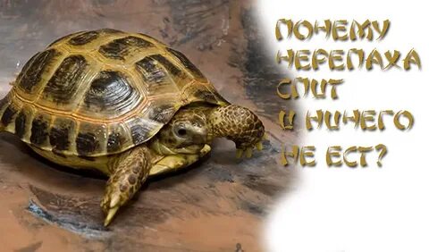Почему черепашка