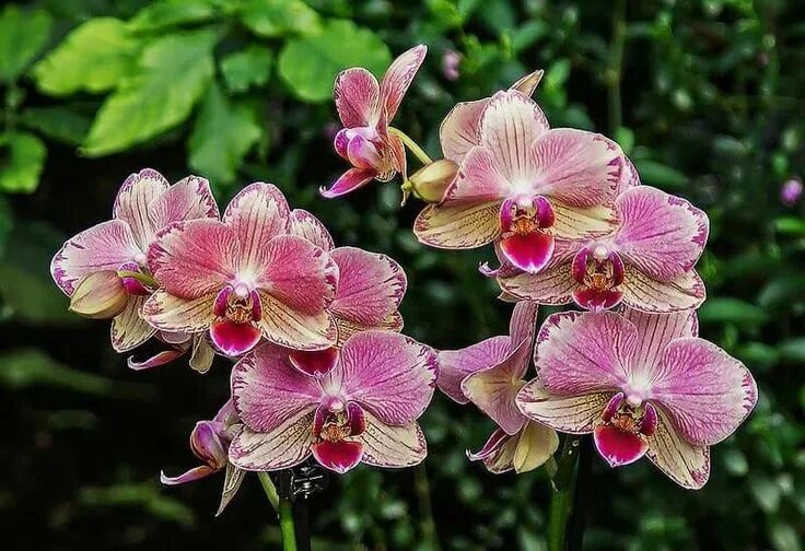 Орхидея пират пикоти фото Орхидея из голландии: найдено 80 картинок