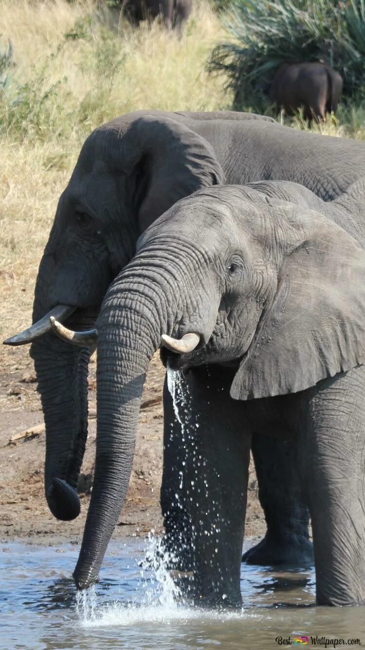 Слон пьющий воду. Слон пьет. Слон пьет воду. Слон пьет воду хоботом. Слоны пьют воду.