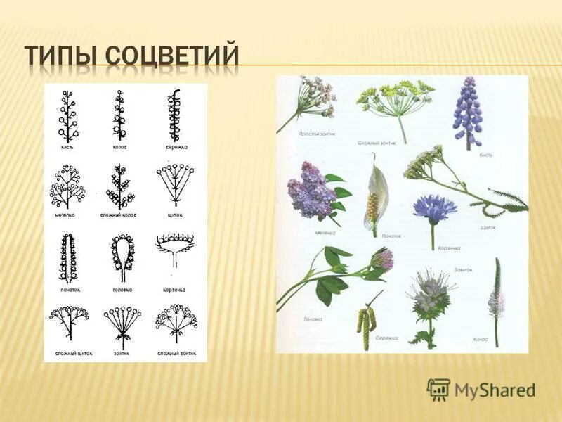 Тип соцветия малины. Типы соцветий. соцветия растений. разнообразие цветков соцветия. соцветие промежуточного типа.