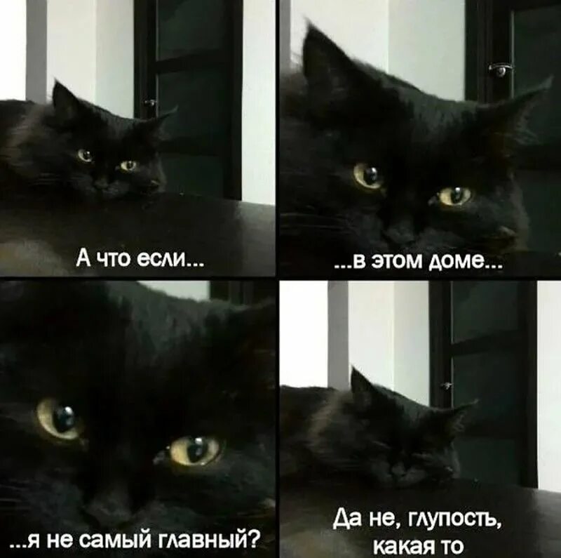Создать мем с котами. Смешные мемы с котами. смешные коты мемы с надписями. мемы с котами и надписями. смешные мемы с котами и надписями.