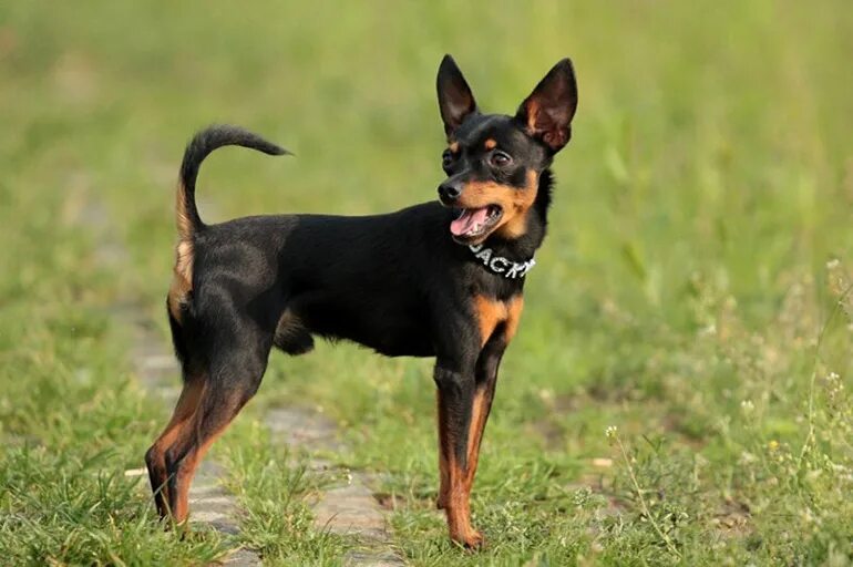 Ратлик. Пражский крысарик. Порода пражский крысарик. Порода пражский крысарик. Порода пражский крысарик пражский.