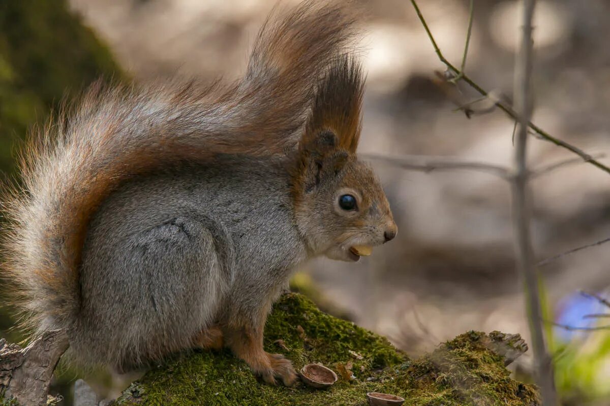 заяц и мышка иллюстрация. белочка для детей. кто сильнее белка или заяц. мышь заяц белка. белки и зайцы.