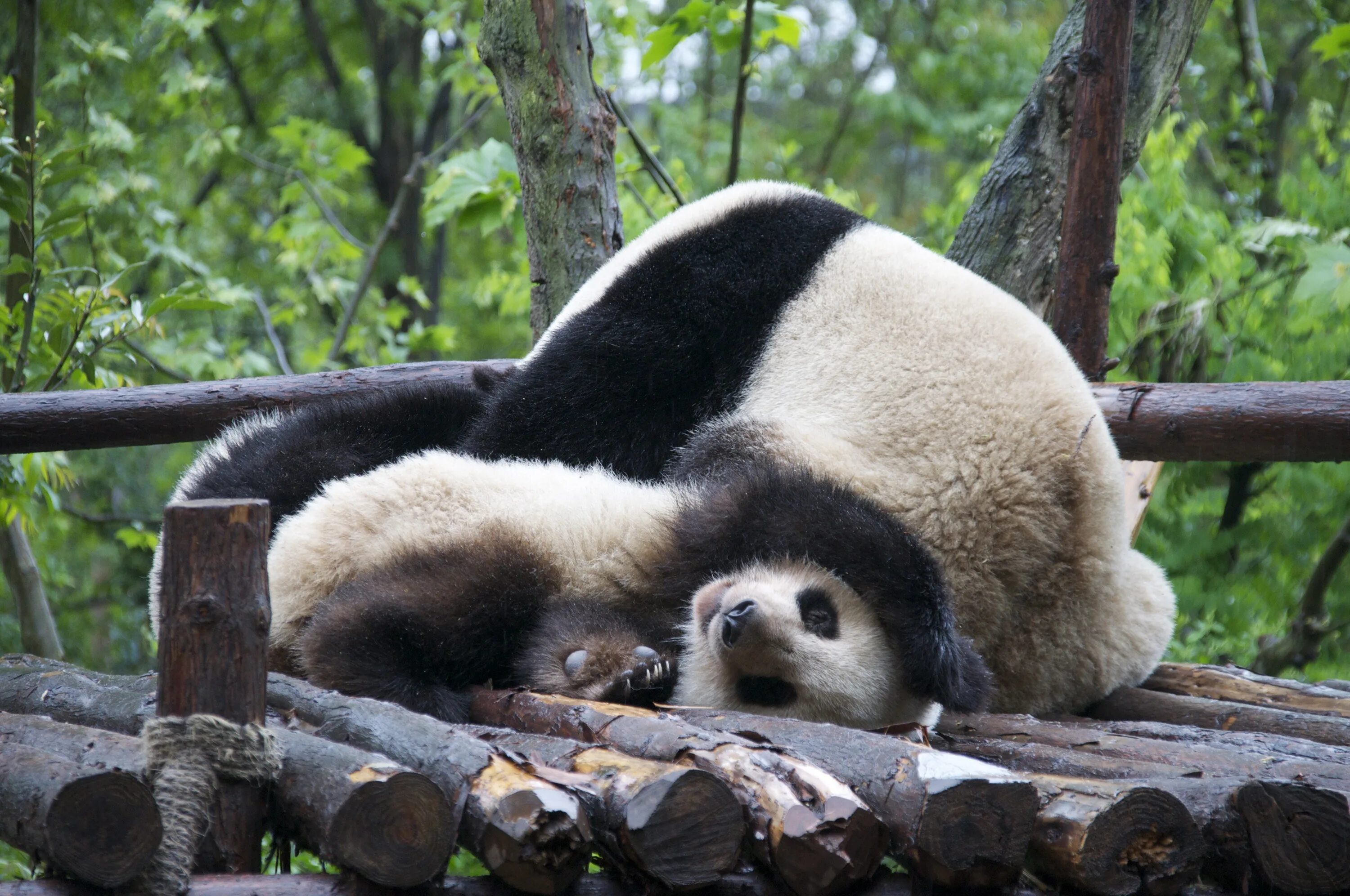 Pandas endangered