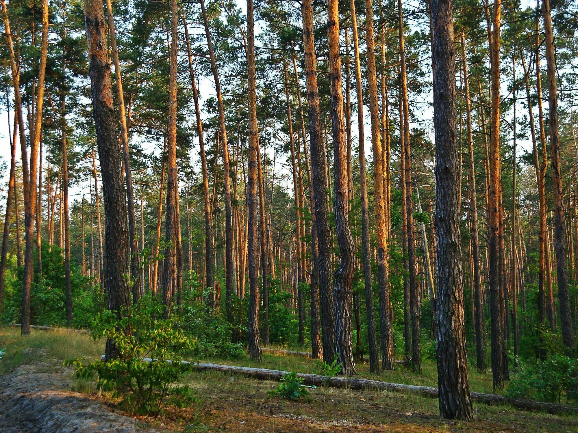 Самарская область Шигонский район село Муранка Муранский Бор. Муранский Бор турбаза Шигонский район. Сосновый Бор Муранка. Сосновый Бор Шигоны. Муранка самарская область шигонский район