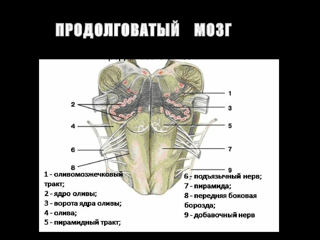 Продолговатый мозг размеры. Ядро оливы продолговатого мозга. Продолговатый мозг анатомия человека. Продолговатый мозг ядра Гайворонский. Функция ядра оливы продолговатого мозга:.