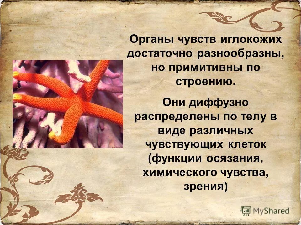 Достаточно разнообразен по. Достаточно разнообразен по