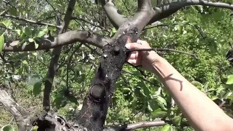 Погибают яблони что делать