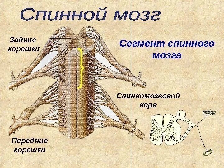 Передние корешки спинного мозга строение. Корешки спинномозгового нерва анатомия. Корешки спинного мозга строение и функции. Строение заднего корешка спинного мозга.