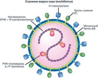 1 возбудитель кори
