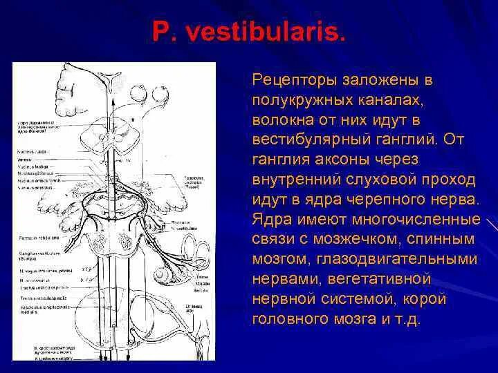 Спиральный ганглий и вестибулярный ганглий. Ядра вестибулярного нерва. Вестибулярного ганглиев.. Вестибулярный ганглий располагается. Строение вестибулярного нерва