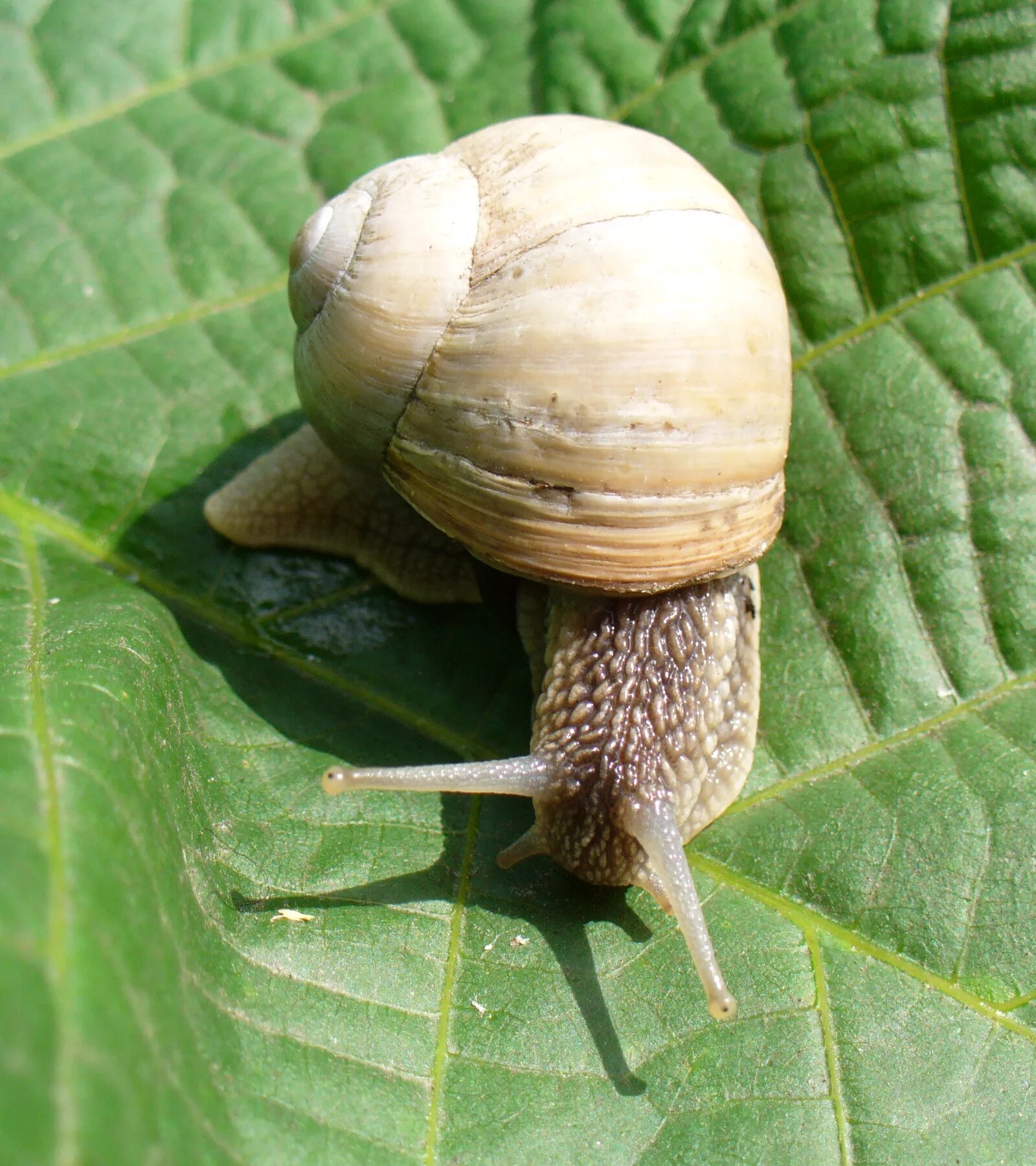 Брюхоногие моллюски Виноградная улитка. Улитка Helix pomatia. Виноградная улитка Helix. Крымская Виноградная улитка. Г виноградная улитка