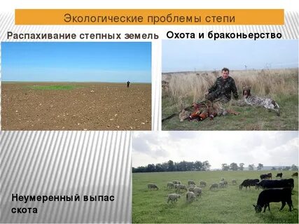 Экологические проблемы степи 4 класс