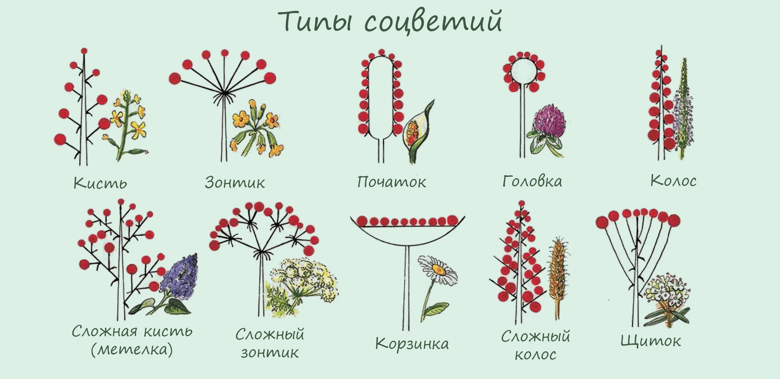 Какие соцветия могут быть только простыми. Сложные соцветия таблица. Соцветия цветов названия. Виды соцветий таблица. Сложные соцветия и их названия.