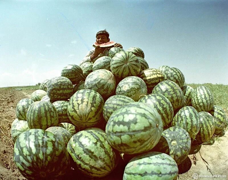 советские арбузы