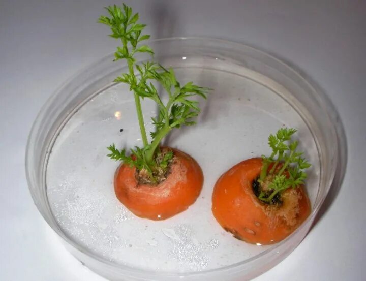 Проросшая морковь. Опыты с морковью. Прорастание моркови из верхушки. Эксперимент с морковкой. В пресной воде морковь что произойдет