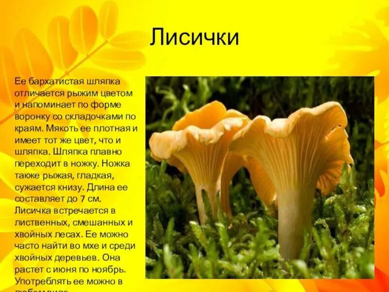 Сообщение о лисичках