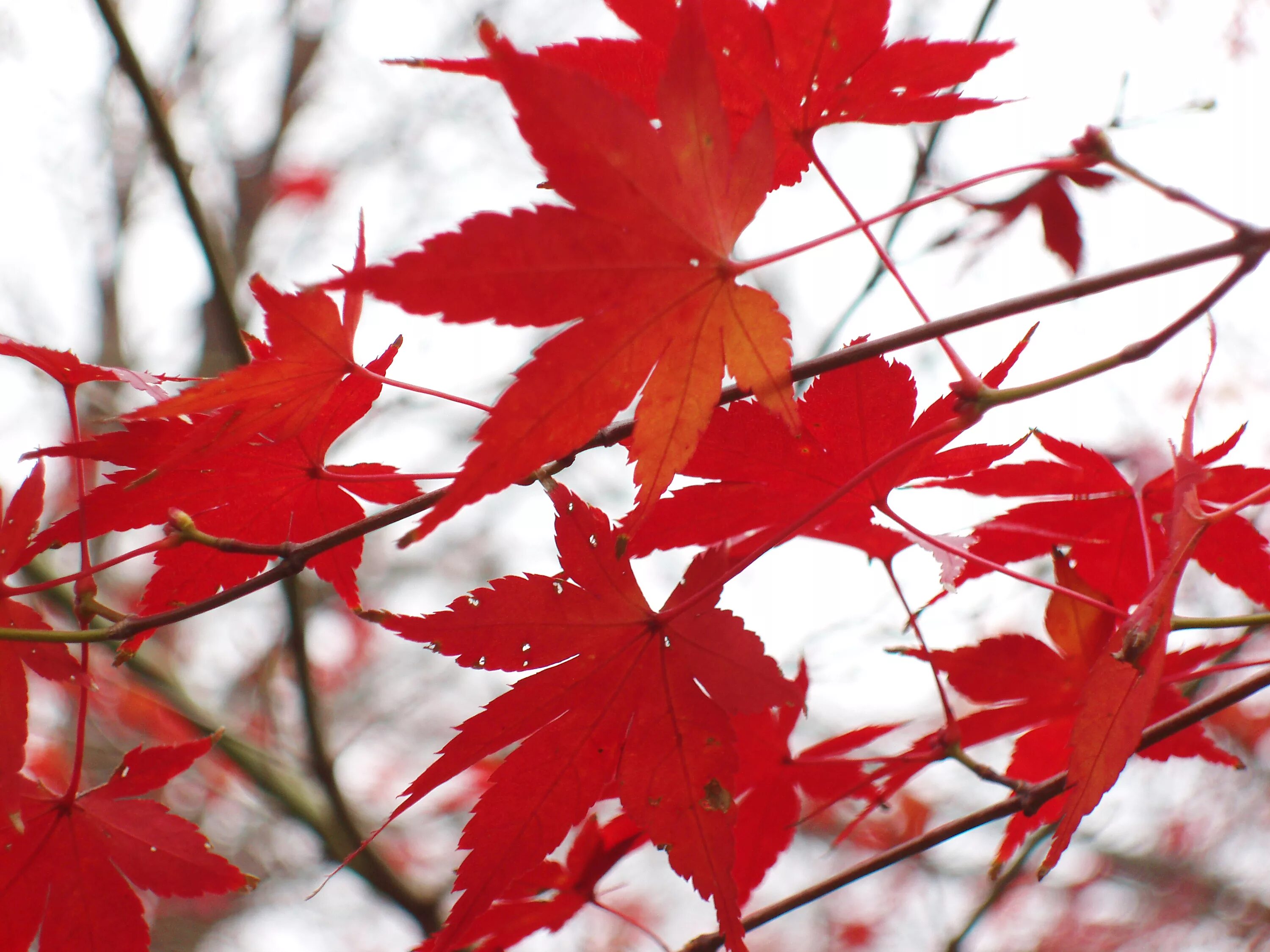 Лист канадского клена. Клен Red Maple Leaf. Канадский клен красные листья. Клен с красными листьями. Лист канадского клена осенью.
