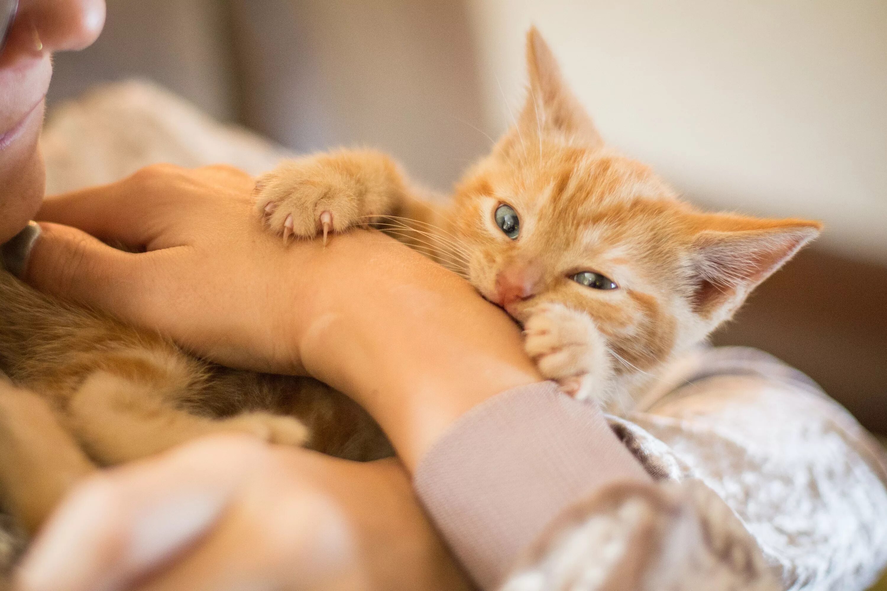 Кошка лижет ноги. Рыжий котёнок. Кот кусает руку. Рыжий котенок на руках. Кусачий рыжий кот.